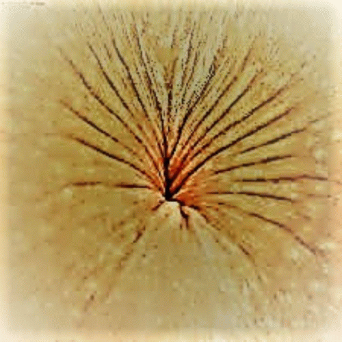 Parasitic Equilibrium : USA